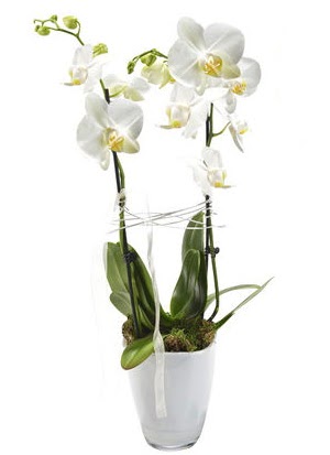2 dall beyaz seramik beyaz orkide sakss  Tekirda iek gnderme 