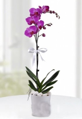 Tek dall saksda mor orkide iei  Tekirda iek siparii vermek 