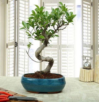 Amazing Bonsai Ficus S İthal  Tekirdağ online çiçek gönderme sipariş 