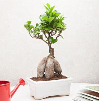 Exotic Ficus Bonsai ginseng  Tekirda kaliteli taze ve ucuz iekler 