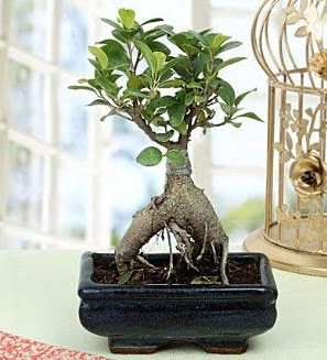 Appealing Ficus Ginseng Bonsai  Tekirda iek online iek siparii 