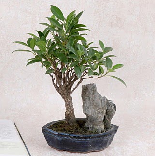 Japon aac Evergreen Ficus Bonsai  Tekirda iek gnderme 