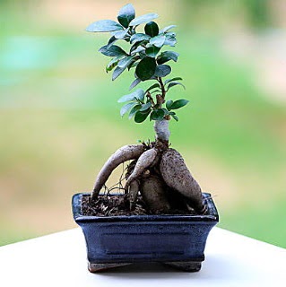 Marvellous Ficus Microcarpa ginseng bonsai  Tekirdağ cicek , cicekci 