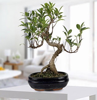 Gorgeous Ficus S shaped japon bonsai  Tekirda iek yolla , iek gnder , ieki  