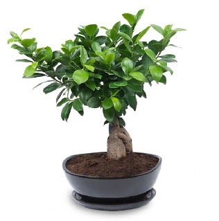 Ginseng bonsai ağacı özel ithal ürün  Tekirdağ internetten çiçek siparişi 