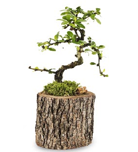 Doğal kütükte S bonsai ağacı  Tekirdağ ucuz çiçek gönder 