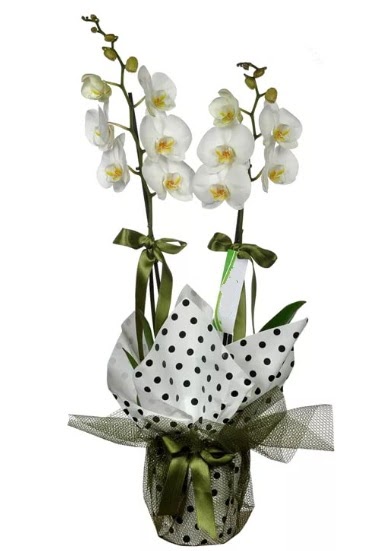 ift Dall Beyaz Orkide  Tekirda hediye sevgilime hediye iek 
