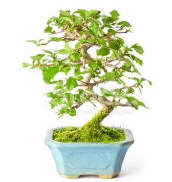 S zerkova bonsai ksa sreliine  Tekirda iek yolla 