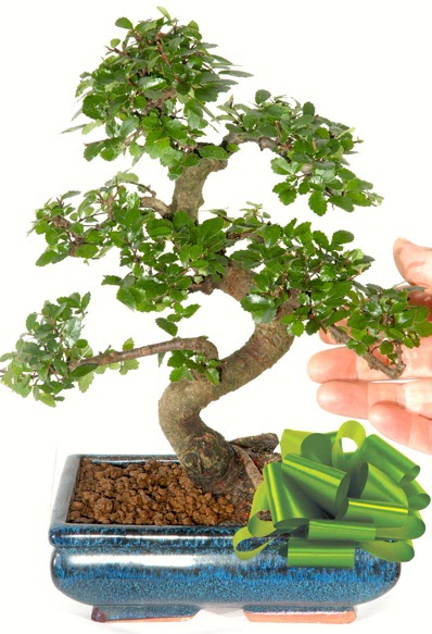 Yaklaşık 25 cm boyutlarında S bonsai  Tekirdağ çiçekçiler 