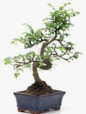 S gvde bonsai minyatr aa japon aac  Tekirda ucuz iek gnder 