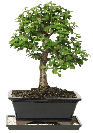 15 cm civar Zerkova bonsai bitkisi  Tekirda iekiler 