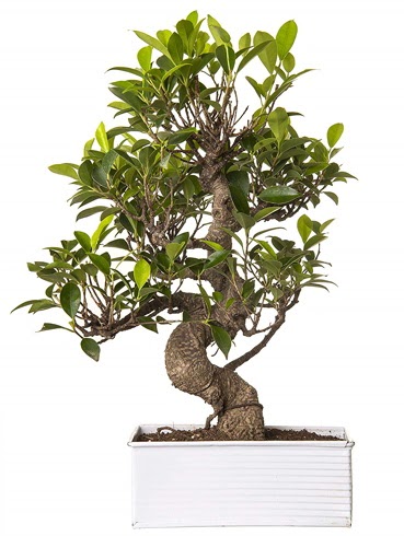 Exotic Green S Gövde 6 Year Ficus Bonsai  Tekirdağ çiçek gönderme 
