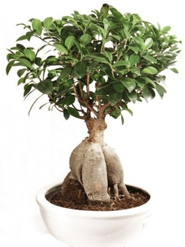 Ginseng bonsai japon aac ficus ginseng  Tekirda iek yolla 
