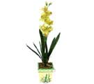 Özel Yapay Orkide Sari  Tekirdağ çiçek gönderme sitemiz güvenlidir 