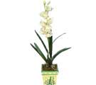 Özel Yapay Orkide Beyaz   Tekirdağ İnternetten çiçek siparişi 