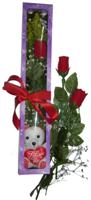  Tekirdağ online çiçek gönderme sipariş  3 adet canli gül ve oyuncak ayicik