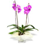  Tekirdağ ucuz çiçek gönder  Cam yada mika vazo içerisinde  1 kök orkide