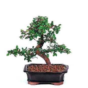 ithal bonsai saksi çiçegi  Tekirdağ cicek , cicekci 