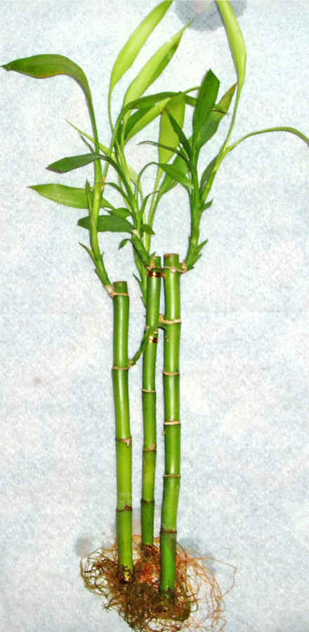 Lucky Bamboo 3 adet vazo hediye edilir   Tekirda uluslararas iek gnderme 