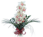  Tekirdağ çiçekçiler  Dal orkide ithal iyi kalite