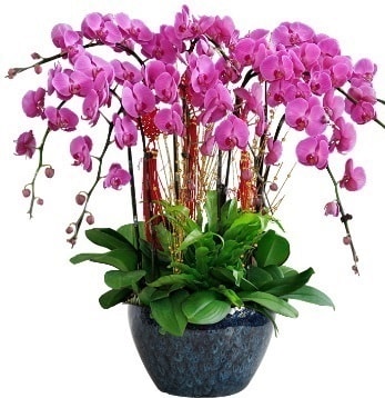 9 dallı mor orkide  Tekirdağ hediye sevgilime hediye çiçek 