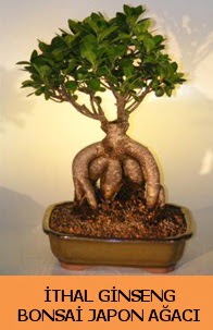 İthal japon ağacı ginseng bonsai satışı  Tekirdağ çiçek yolla 