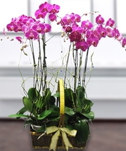 7 dallı mor lila orkide  Tekirdağ çiçek gönderme 