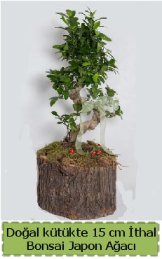 Doğal kütükte İthal bonsai japon ağacı  Tekirdağ çiçek satışı 