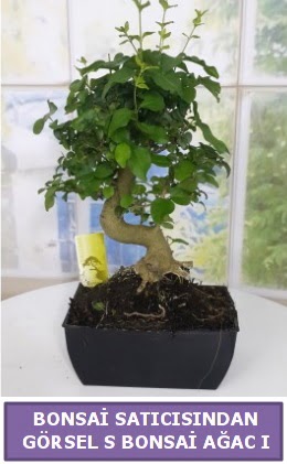 S dal eğriliği bonsai japon ağacı  Tekirdağ ucuz çiçek gönder 