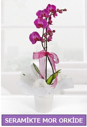 Seramik içerisinde birinci kalite tek dallı mor orkide  Tekirdağ çiçek yolla 