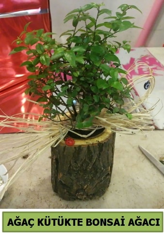 Doğal ağaç kütük içerisinde bonsai ağacı  Tekirdağ çiçek gönderme 