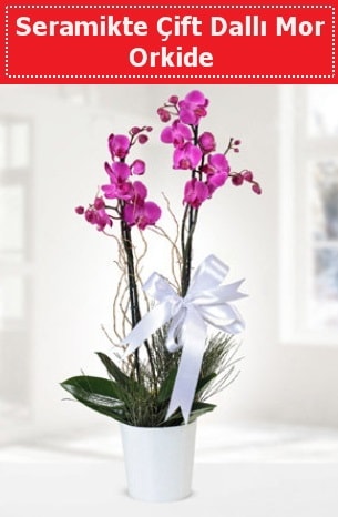 Seramikte Çift Dallı Mor Orkide  Tekirdağ çiçek online çiçek siparişi 