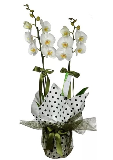 Çift Dallı Beyaz Orkide  Tekirdağ hediye sevgilime hediye çiçek 
