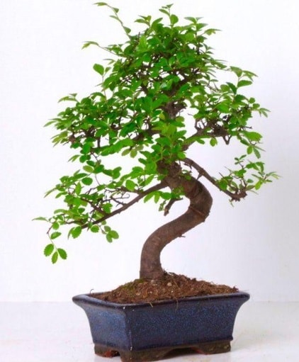 S gövdeli bonsai minyatür ağaç japon ağacı  Tekirdağ çiçek gönderme 